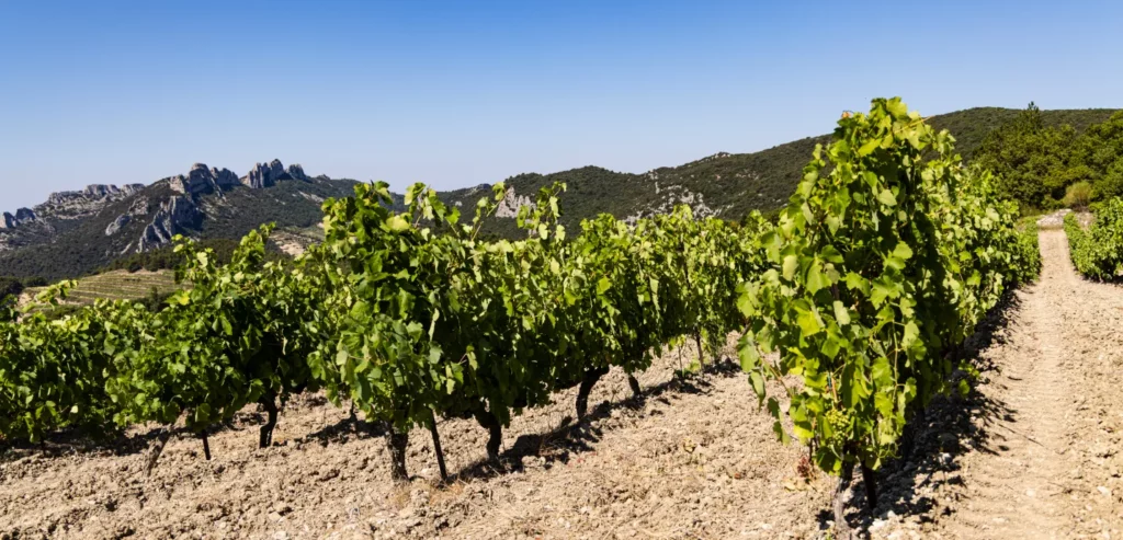 Vines in July: a fine 2023 vintage is coming…