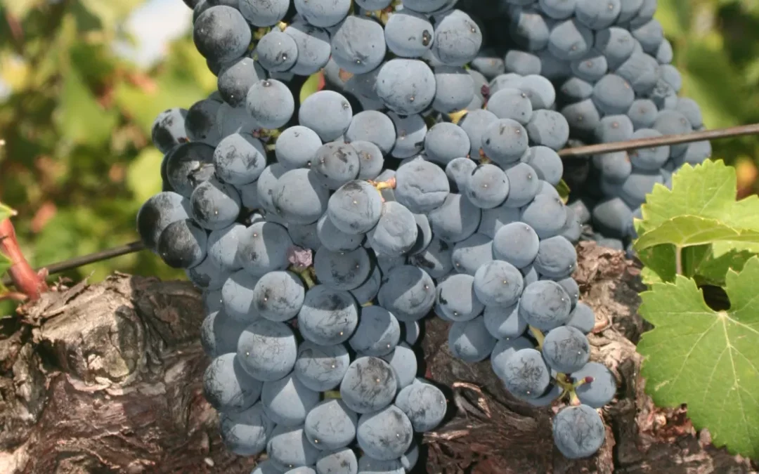 À la découverte du mourvèdre : les pieds dans l’eau, la tête au soleil