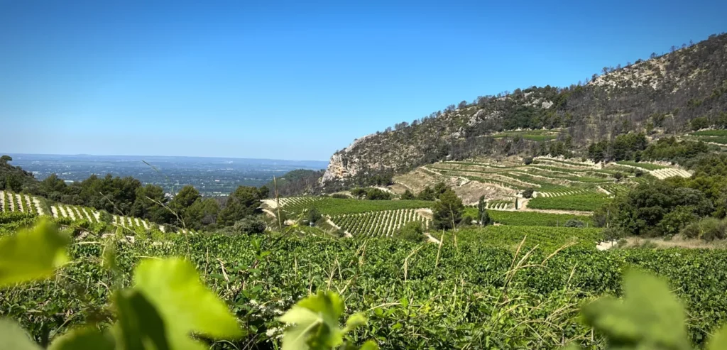 Beaumes-de-Venise brille par ses rouges !
