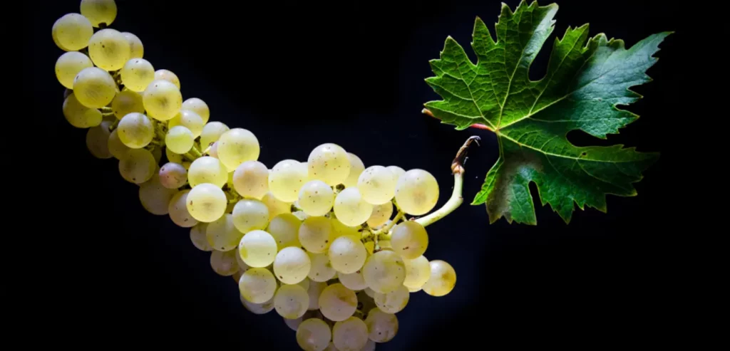 Cépages blancs, la revanche d’une minorité