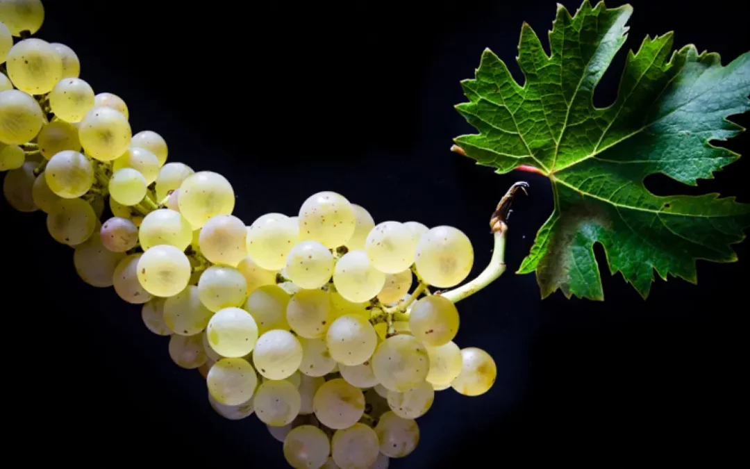 Cépages blancs, la revanche d’une minorité