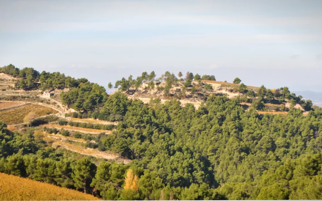 Gigondas, la classe des Dentelles de Montmirail