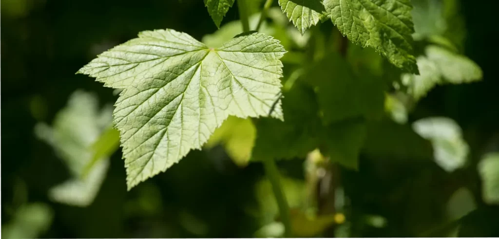 Le phylloxera, ennemi public numéro 1