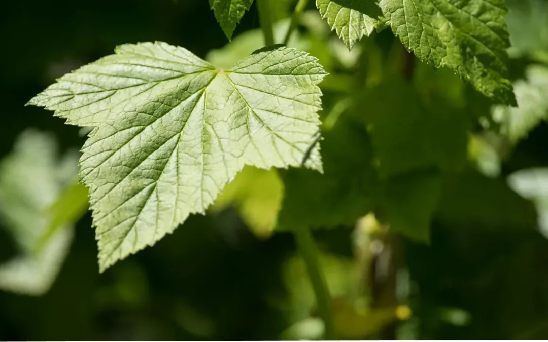 Le phylloxera, ennemi public numéro 1