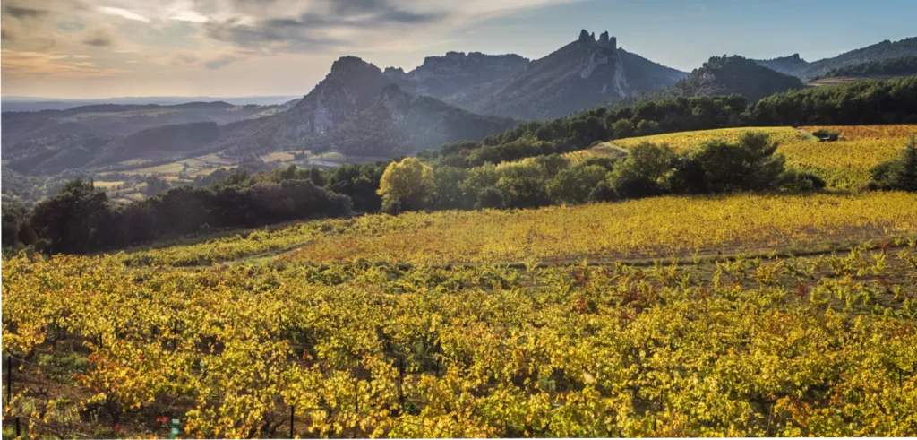 L’Impact du Mistral et du Soleil sur la Vigne