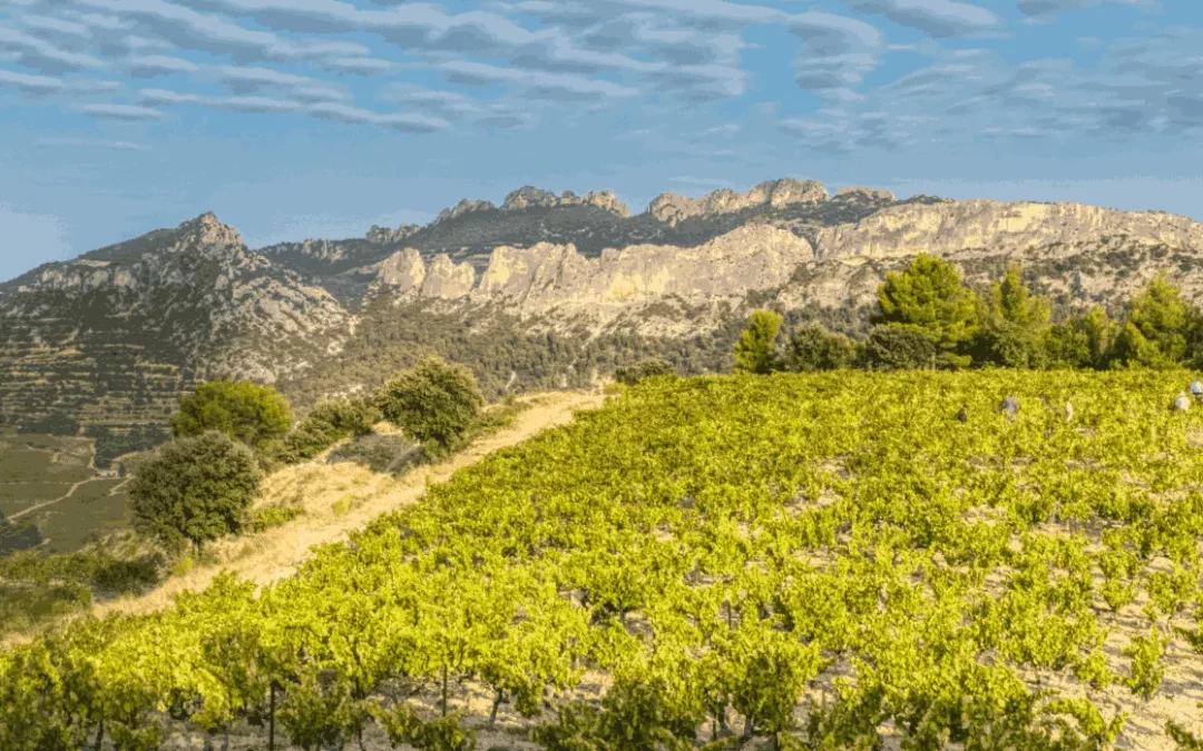 Le terroir, qu’est-ce que c’est ?