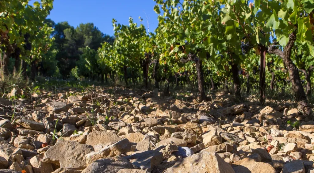 Comment la composition du sol influence-t-elle le goût du vin ?