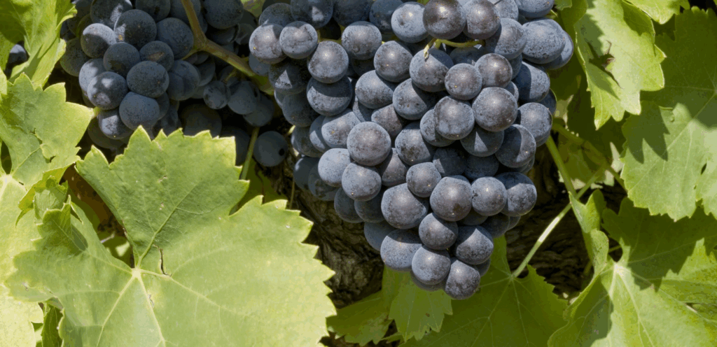 Grenache: The soul of Rhône Valley wines