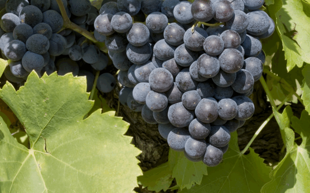 Le grenache, l’atout cœur de la Vallée du Rhône