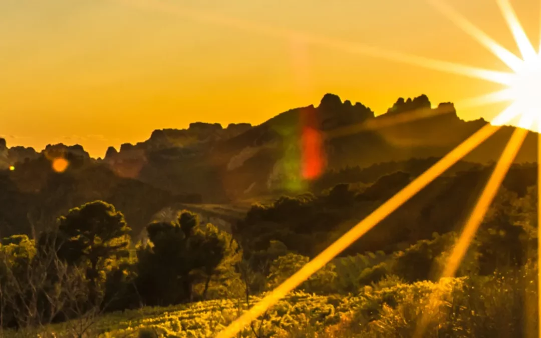 Fortes chaleurs : quel impact pour la vigne et vos bouteilles ?